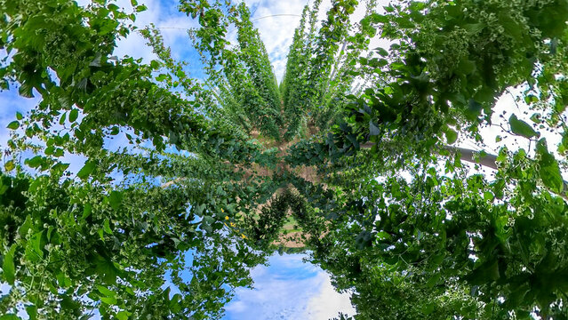 A Bavarian Hops Garden from a wide angle perspective during grow phase in summer time

bavaria, pfaffenhofen, field, green, fresh, cones, plant, cone, countryside, wide angle, summer time, top, panora