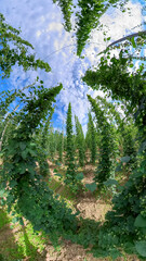 Fototapeta premium A Bavarian Hops Garden from a wide angle perspective during grow phase in summer time