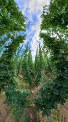 A Bavarian Hops Garden from a wide angle perspective during grow phase in summer time