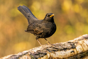 Blackbird sitting on the ground
