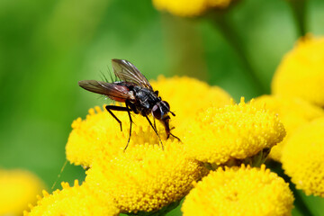 Fly