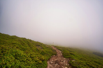 A foggy path winds through lush green vegetation on a hillside. The thick mist obscures the horizon, creating an ethereal and mysterious atmosphere in the tranquil landscape.