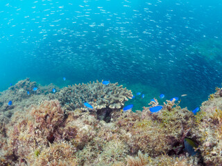 テーブルサンゴに集まる、美しいソラスズメダイ（スズメダイ科）、キビナゴ（ニシン科）他の群れ。
日本国静岡県伊豆半島賀茂郡南伊豆町中木から渡し船で渡るヒリゾ浜-2024年7月
Heavenly Damselfish (Pomacentrus coelestis)
Silver-Stripe Round Herrings (Spratelloides gracilis)

