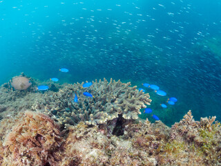 テーブルサンゴに集まる、美しいソラスズメダイ（スズメダイ科）、キビナゴ（ニシン科）他の群れ。
日本国静岡県伊豆半島賀茂郡南伊豆町中木から渡し船で渡るヒリゾ浜-2024年7月
Heavenly Damselfish (Pomacentrus coelestis)
Silver-Stripe Round Herrings (Spratelloides gracilis)
