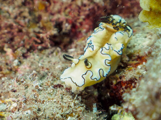 美しいキイロウミウシ（イロウミウシ科）。

日本国静岡県伊豆半島賀茂郡南伊豆町中木から渡し船で渡るヒリゾ浜-2024年7月

The Beautiful Colorful Black-margined glossodoris sea slug (Doriprismatica atromarginata).
