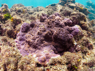 白化現象の影響で真っ青になったハマサンゴ。

日本国静岡県伊豆半島賀茂郡南伊豆町中木から渡し船で渡るヒリゾ浜-2024年7月

The Hamasango coral turned bright blue due to the bleaching phenomenon.
