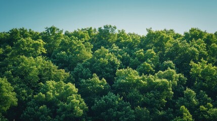 Fototapeta premium Lush green forest canopy under a clear blue sky