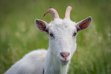 Obraz premium A goat is standing in a field in close-up.