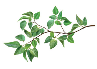 Tree branch. Green leaves. Summer or spring wood stem. Leafy plants twig. Fresh greenery. Forest nature. 3D foliage. Deciduous bush sprout. Vector isolated botanical landscape element