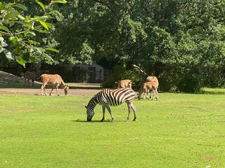 zebra, tier, band, wild, tierpark, gras, wild lebende tiere, natur, safari, säugetier, horse,...