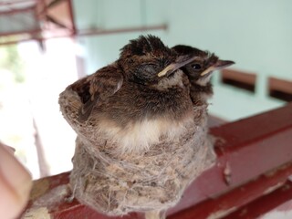 A small malaysian pied fantail (Rhipidura javanica) two bird chicks in their nest on buiding...