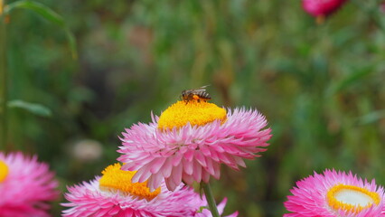 Close-up of honeybee collecting nectar from vibrant pink strawflowers, symbolizing beauty of nature and importance of pollinators. Environmental Conservation and Biodiversity.