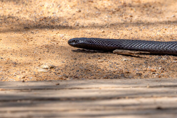 Close-up on a Blue-bellied Black Snake (Pseudechis guttatus), also known as Spotted Black Snake, crawling on the ground, under the morning sun, in Dubbo, NSW, Australia. They are venomous, but shy.