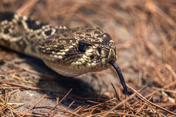 Close-up on an Eastern Diamondback Rattlesnake (Crotalus adamanteus) Head, its forked tongue out, and looking at the camera. They are venomous and native to the Americas.