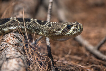 Eastern Diamondback Rattlesnake (Crotalus adamanteus) moving from the left to the right, slithering over a tree log on the ground, head suspended in the air and looking at the camera. 