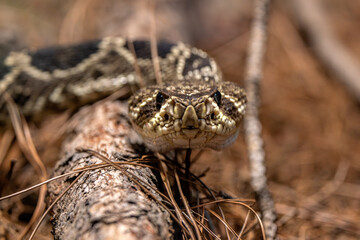 Face to Face with an Eastern Diamondback Rattlesnake (Crotalus adamanteus). Close-up on its head facing the camera.  Awesome view of its scale pattern, with sharp focus on the front of the head.