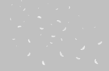 Abstract Many White Bird Feathers Floating in The Air. Floating Freely, Peace. Softness of Feathers Falling on Gray.	