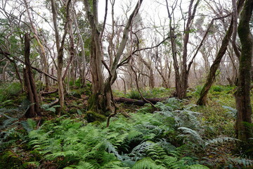 mossy old trees and vines in autumn forest