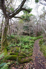 mossy old trees and vines in autumn forest