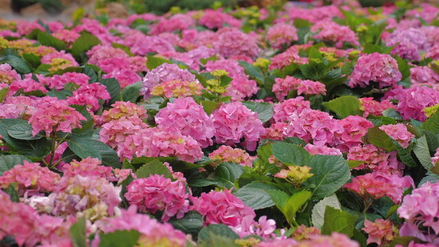 Blooming pink hydrangeas in lush garden, showcasing beauty of nature and vibrant floral environments. Gardening and Nature.