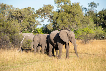 Obraz premium The African bush elephant, Loxodonta africana, also known as the African savanna elephant. 