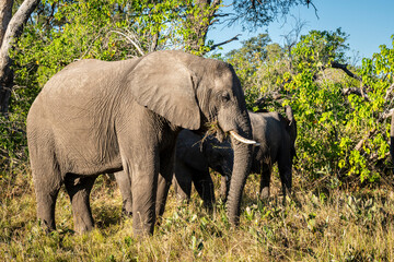 The African bush elephant, Loxodonta africana, also known as the African savanna elephant.
