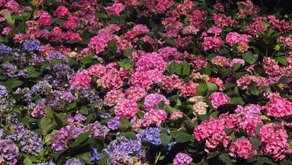 Obraz premium Vibrant garden bed filled with blooming pink and purple hydrangeas, showcasing beauty of nature, gardening, and floral diversity.