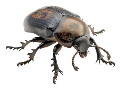 Dung Beetle  isolate is on transparent background