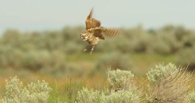 Burrowing Owl in Grassland