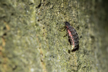 Lampyris noctiluca, female, glow worm, insect, coleoptera, luciferin, lampyrinae, lampyridae, bioluminescence, 