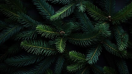 Evergreen Sprigs on Dark Background