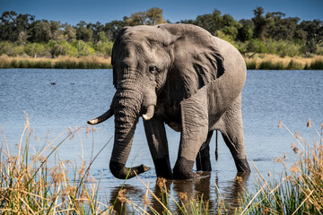 The African bush elephant, Loxodonta africana, also known as the African savanna elephant.
