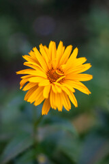 Yellow flowers on green dackground. High quality photo