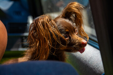 Brown dog with big ears in the car. High quality photo.