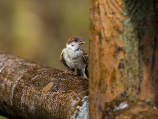 柵にとまるスズメ