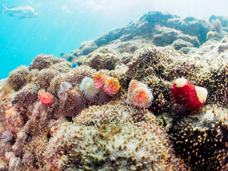 サンゴに寄生する、花のように美しいイバラカンザシ（カンザシゴカイ科）。
こう見えてゴカイの仲間の虫のエラである。

日本国静岡県伊豆半島賀茂郡南伊豆町中木から渡し船で渡るヒリゾ浜-2024年7月

The beautiful, flower-like Christmas Tree Worm (Spirobranchus giganteus) is a parasite of coral.
