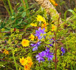 Vibrant Wildflowers Close-Up Colorful Mix