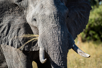 The African bush elephant, Loxodonta africana, also known as the African savanna elephant.
