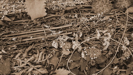 Sepia Tone Natural Wild Plants Close-Up