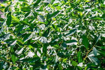 Green leaves background. Abstract background. High quality photo.