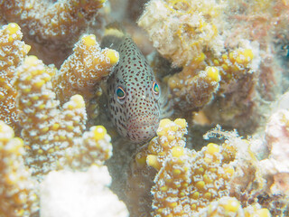 美しいテーブルサンゴとホシゴンベ（ゴンベ科）の幼魚。

日本国静岡県伊豆半島賀茂郡南伊豆町中木から渡し船で渡るヒリゾ浜-2024年7月

Beautiful table coral and a juvenile Blackside hawkfish (Paracirrhites forsteri).
