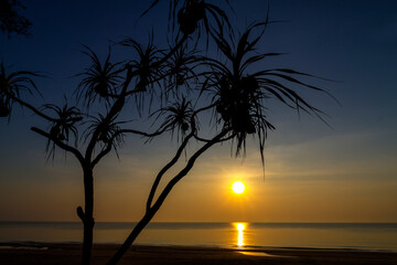 Sunrise and silhouette of tree at beach