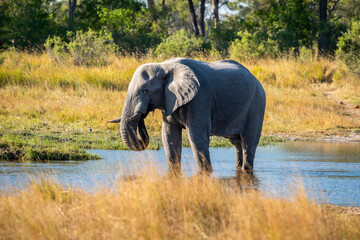 Obraz premium The African bush elephant, Loxodonta africana, also known as the African savanna elephant. 