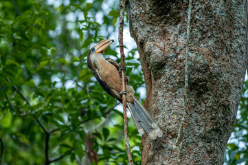 A male White-throated Brown Hornbill is perching at the nest cavity.