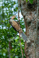 A male White-throated Brown Hornbill is perching at the nest cavity.