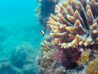 テーブルサンゴに住む可愛いフタスジリュウキュウスズメダイ（スズメダイ科）の幼魚他。

日本国静岡県伊豆半島賀茂郡南伊豆町中木から渡し船で渡るヒリゾ浜-2024年7月

The Lovely Reticulated Dascyllus (Dascyllus reticulatus) juvenile and others in Table Coral.
