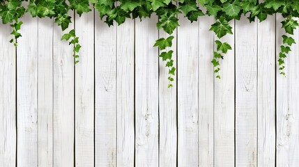 Obraz premium Aged wooden fence with ivy, isolated, white background, space for text, rustic and natural