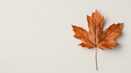 Fototapeta premium Autumn leaf with distinct veins, isolated on a neutral background, perfect for text overlay