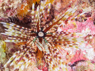 不思議なトックリガンガゼモドキ（ガンガゼ科）。

日本国静岡県伊豆半島賀茂郡南伊豆町中木から渡し船で渡るヒリゾ浜-2024年7月

Mysterious Banded sea urchin (Echinothrix calamaris).
