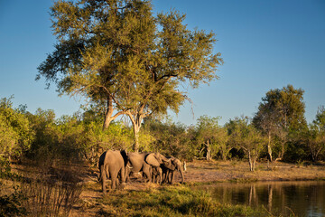 The African bush elephant, Loxodonta africana, also known as the African savanna elephant.
